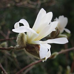 Der Frühaufsteher